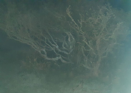 Night Piece (swimming with trees) 2025